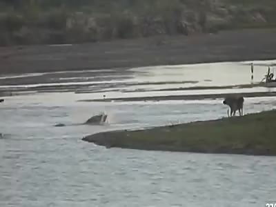 PET DOG IS EATEN BY CROCODILE