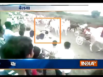 MAN GETS MOWED DOWN BY BULLOCK CARTS