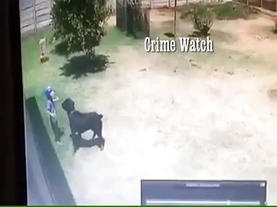 WATCH ROTTWEILER ATTACK A TODDLER AGED 3 AT HOME