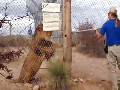 WATCH OUT: THE LION IS GONNA GET YOU!