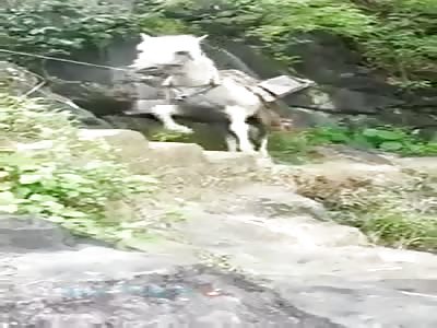 POOR HORSE FALLEN FROM CLIFF