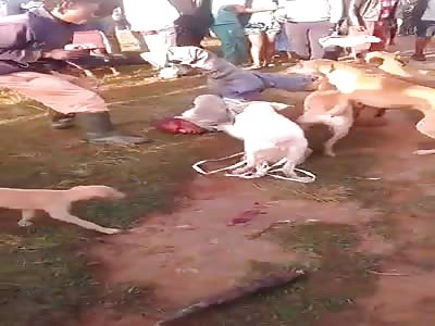 THE UNGA BUNGA FILES