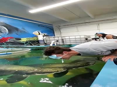 (FAKE) IDIOT KNOCKED OUT BY A FISH?