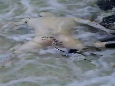 DEAD MAN AND COW IN A RIVER