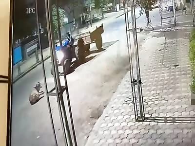 SAD MOMENT COW ACCIDENT