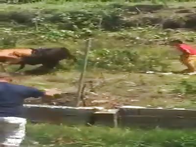 COW VERSUS DOG VERSUS MAN FIGHTING