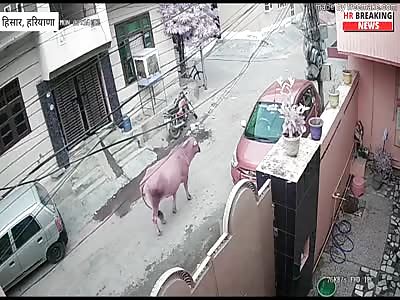 ELDERLY MAN KILLED BY STRAY COW