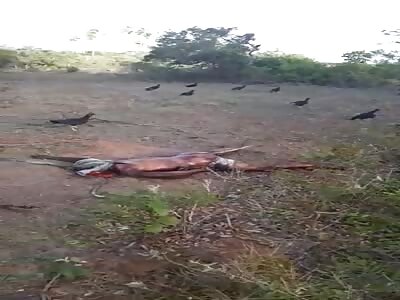 VULTURES READY TO THE PARTY 