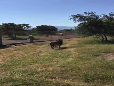 (Nice Quality And Full Video) Lion Attack old man