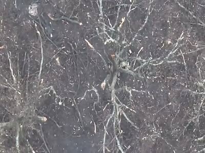 You Can't Hide Behind The Tree