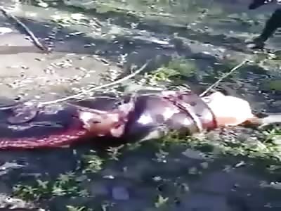 dog is being rescued from a Python in Edo