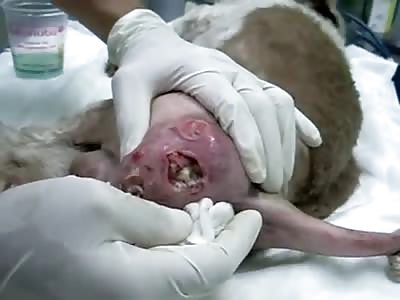 Dog with ass full of worms