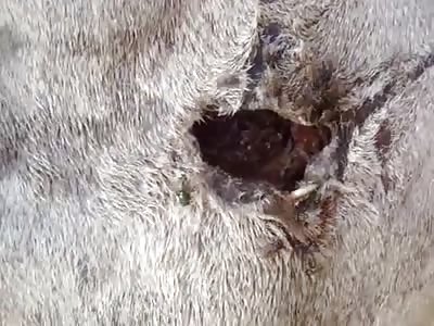 Cow with worms that gives it flavor