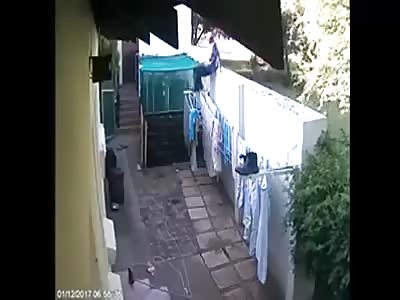 Thief vs dogs