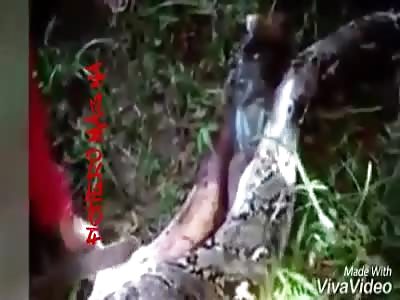 Man eaten by huge piton (another angle)