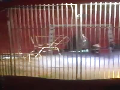 Lion Attacks Zookeeper During Circus Performance Locking his Jaws Around his Neck and Dragging Him