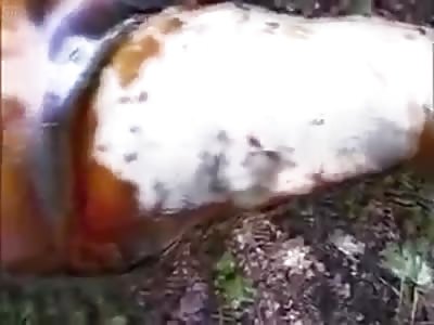 Putrefaction in video