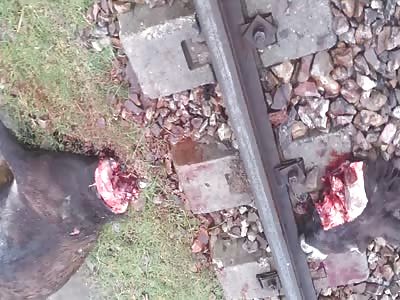 shocking  Train decapitated donkey