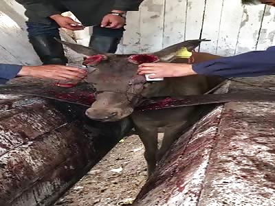 WTF TAKING TORO'S BLOOD FOR HEALTH