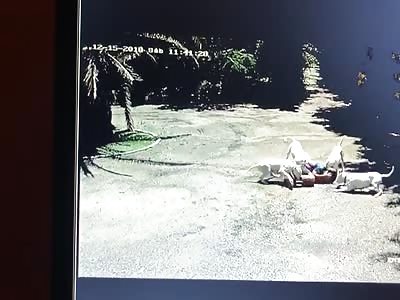 SHOCKING: Large Pit Bulls Viciously Tear Guy to Death 