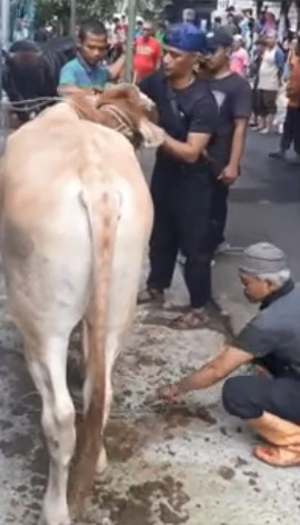 Cows Are Deadlier Than You Ever Knew