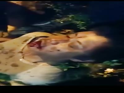 Brutal Punishment and Head Stomps