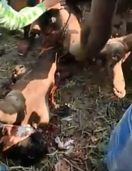 Farmer Mutilated by Cultivating Machine