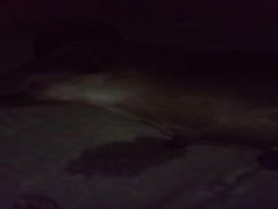 THE COW DIES TOGETHER WITH THE MOTORCYCLE