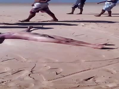 Murdered in the beach