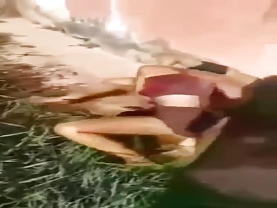 Fight between two bitches