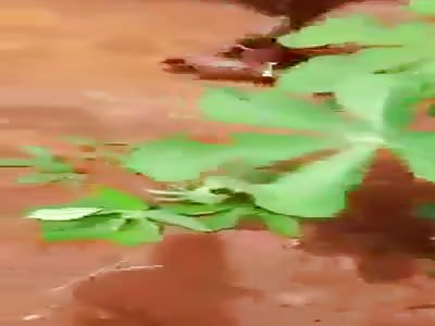 Thief humilhated by PolÃ­ce