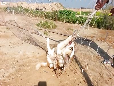Iraqi soldier saving a dog