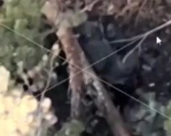 14 successfully neutralized ORCs