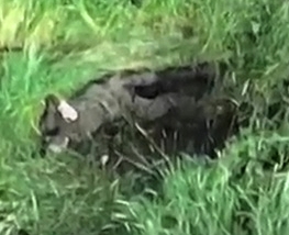 A ORC's body is visible after an explosion on his position