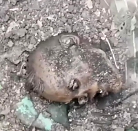 77th Airmobile brigade took Russian fortifications outside Krhomovoy