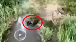 Ukrainian drone engages swimming ORCs