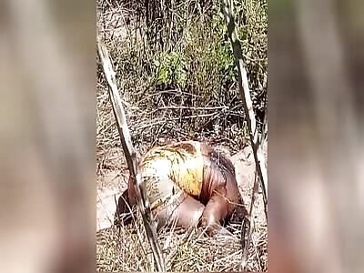 They found the body of a woman in decomposition