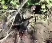 Grenade drops are shown on ORCs militants