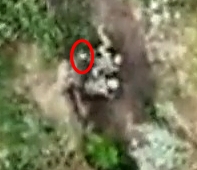 Grenade dropped on a pair of ORCS