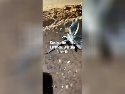 Crazy Bug from Australia 