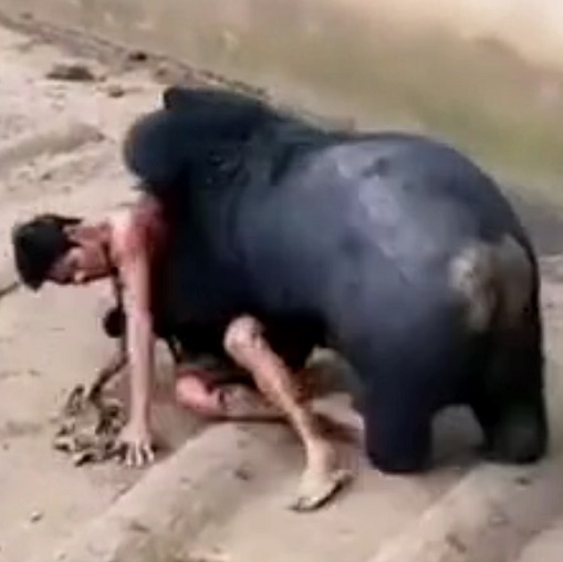 Angry Animals Get Their Revenge, Compilation.