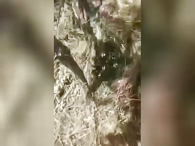 Dead Ukrops in the Robatino area. 