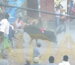 More images of the Peruvian bull