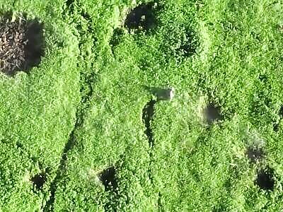 Hunting for Russians with drones and cluster shells in the fields.