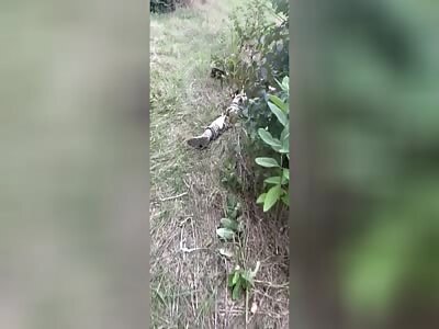 dead russian garbage