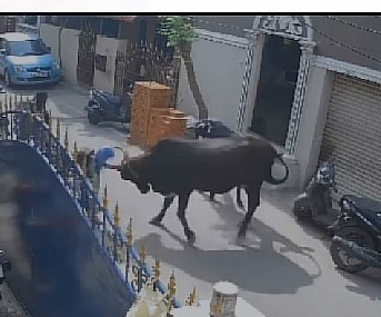 9 Year Old School Girl Is Brutally Attacked By A Stray Cow In India.