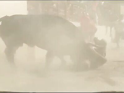 What a good bull, Oleee!