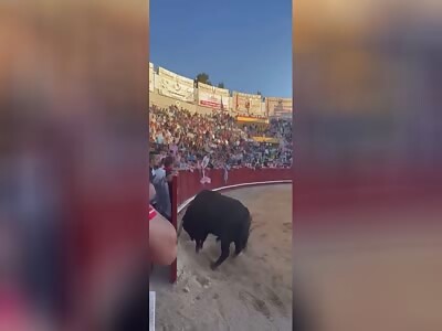 Don't mess the bull if you're slow af