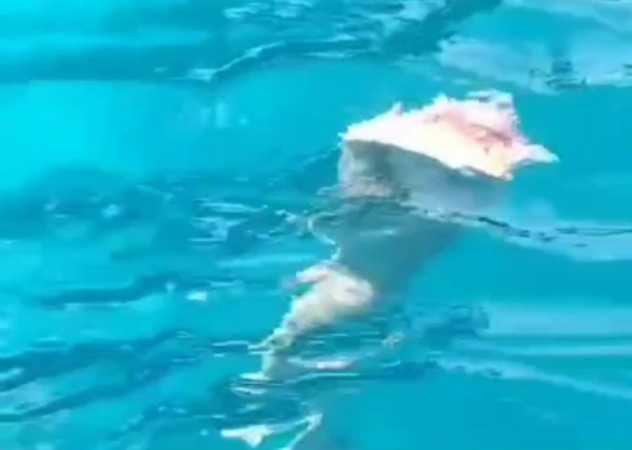 Woman leg floating in water after she was gored by boat 