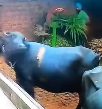 Buffalo Enjoying The Show